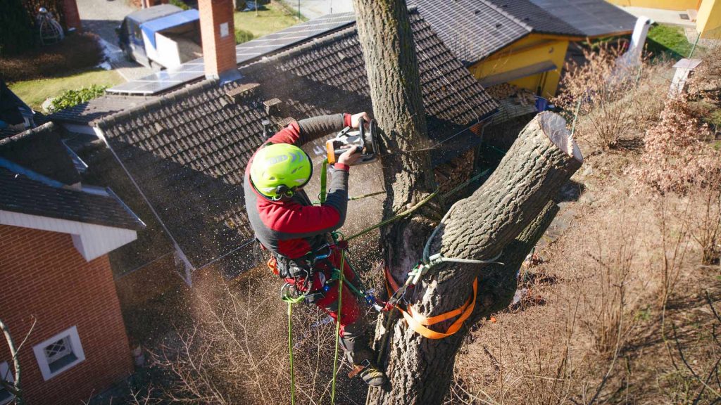 Tree surgeon climbing and dismantling a large tree in Wrexham using professional safety equipment.