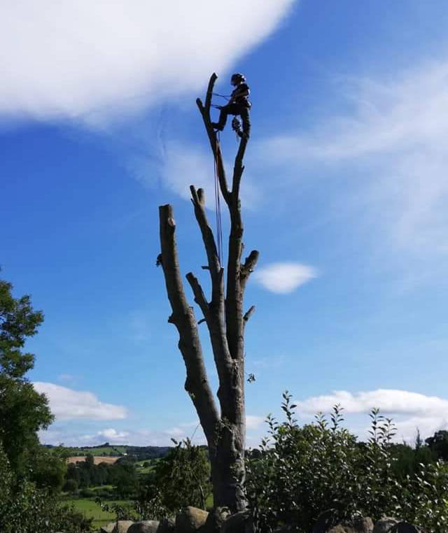 Sectional Tree Dismantling Wrexham | JD Tree Services Tree surgeon in Wrexham carrying out sectional tree dismantling at height